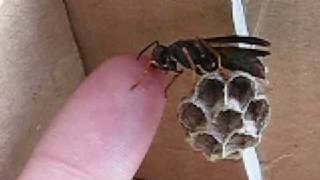 Hand feeding your pet Polistes wasps [upl. by Airahs162]