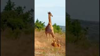 Lion Challenges Giraffe In Animal Fighting Competition shorts [upl. by Selhorst]