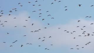 Pinkfooted geese at Loch Leven NNR [upl. by Aicelef218]