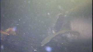 Adult White Sturgeon Feeding at Vancouver Island University [upl. by Adamis193]