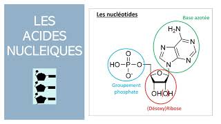 Les biomolécules [upl. by Jollenta4]