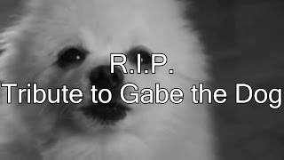 RIP Gabe the Dog Tribute [upl. by Longley]