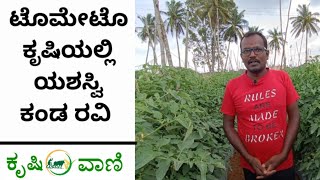 ಟೊಮೇಟೊ ಕೃಷಿಯಲ್ಲಿ ಯಶಸ್ವಿ ಕಂಡ ರವಿ  Tomato Farming In Karnataka  Successful Tomato farmer Ravi [upl. by Winne]