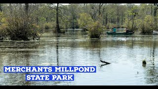 Guide to Merchants Millpond State Park  Beautiful pond and wetlands [upl. by Petrie]