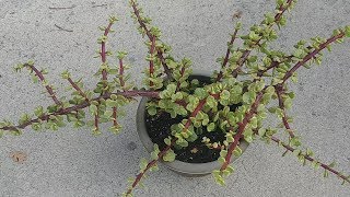 Propagating Elephant Bush Succulent with all updates [upl. by Nwadahs63]