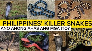 Most dangerous snakes in the Philippines  venomous snakes  PH RED TV [upl. by Anauqat126]