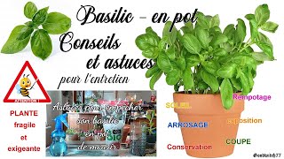 Basilic en pot  astuces  conseils dentretien pour le conserver longtemps  intérieur ou extérieur [upl. by Conlen]