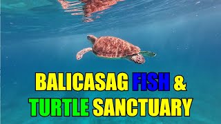 POV Snorkeling at Balicasag Island Fish amp Turtle Sanctuary [upl. by Griffy]