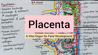 PLACENTA  Development  Blood Flow  Functions [upl. by Miguel]