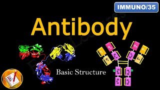 Detailed Antibody Structure FLImmuno35 [upl. by Aphra]