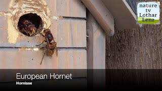 European hornets at nest entrance Hornissen am Nest [upl. by Clemente897]