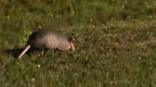 Armadillo digging up bugs 2am in Wellen Park development Venice Fl [upl. by Ahsitnauq]