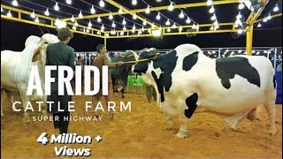 AFRIDI Cattle Farm  Super Highway Karachi  Cow Mandi 2021  Expedition Pakistan [upl. by Hills]