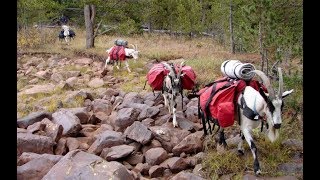 Using Pack Goats for Hunting short version [upl. by Yasu]