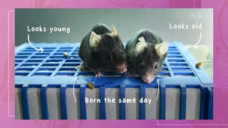 Aging Timelapse in 30 Seconds  From Young to Old  Still Beautiful [upl. by Isleen782]