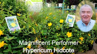 Hypericum Hidcote ⚡Magnificent Highly Reliable Performer with BRILLIANT Golden Yellow Flowers [upl. by Holcman755]