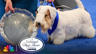 Best in Show  The National Dog Show Presented by Purina  NBC [upl. by Aknayirp]