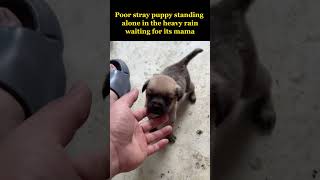 Poor stray puppy abandoned alone in the heavy rain waiting for its mama [upl. by Volney930]