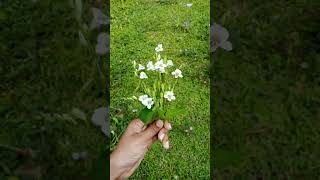 asystasia gangetica  chinese violet 🏵️ trending shorts voice nature editing [upl. by Houghton]