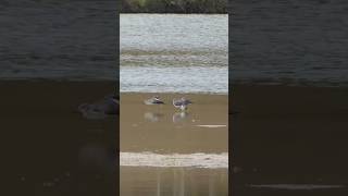 Greater Yellowlegs wake up stretch scratch and preen feat Avocet and Dowitcher [upl. by Imaj]