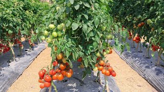 टमाटर की खेती  tamatar ki kheti  A to Z जानकारी  Step By Step Guide Tomato Farming [upl. by Assennev525]