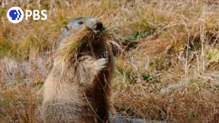 Secrets of Marmot Hibernation [upl. by Joni]