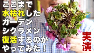 ここまで水枯れしたガーデンシクラメンは復活するのか？実演してみた。 Cyclamen comes back to life [upl. by Wendy301]