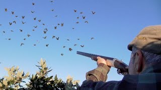 PICCOLI CALIBRI  410  CACCIA al COLOMBACCIO  Il PASSO di OTTOBRE  Wood Pigeon Hunting [upl. by Leiva588]