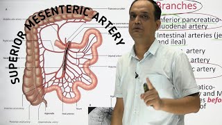 SUPERIOR MESENTERIC ARTERY  ANATOMY [upl. by Cathy]