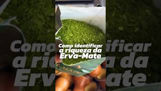 Identificando uma ervamate rica para o teu chimarrão 🧉 chimarrão ervamate chimarrao [upl. by Kettie]