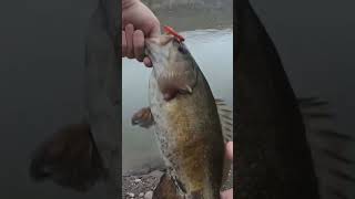 Micro Ned Rig Bass fishing bassfishing fishingvideo [upl. by Jodee]