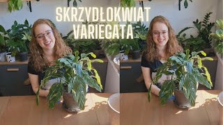 š’ˇSkrzydÅ‚okwiat Diamond Variegata Przesadzam i gadam [upl. by Bohman335]