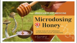 Microdosing Magic Mushrooms With Patoo Honey  2 Week Vlog  Jamaican Plant Medicine [upl. by Desdamonna747]