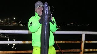 30 POUND CONGER EEL vs TRONIXPRO NAGA MX [upl. by Kelcey]