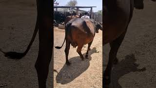 cow dairy farm f1 gir cross cow dairy farm f1 gir cross cow [upl. by Desai996]