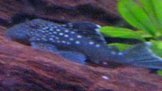 Blue Spot Pleco aka L128 pleco [upl. by Lazos]