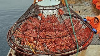 Awesome Big Alaska King Crab Fishing on The Sea  Fastest Catching amp Processing King Crab [upl. by Eeresid]