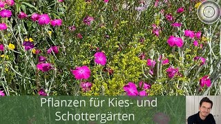 Pflanzen für den Schotter und Kiesgarten [upl. by Alhahs]