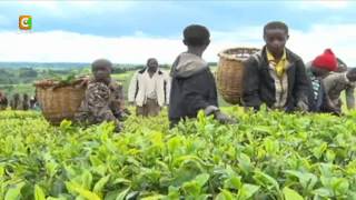 Mau Pupils Drop Out Turn To Tea Picking [upl. by Rock]