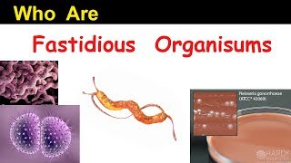 Who are Fastidious Organisms   Clear Overview [upl. by Lamont]