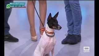 Convulsiones o epilepsia en perros  Estando Contigo  CMM [upl. by Luigino138]