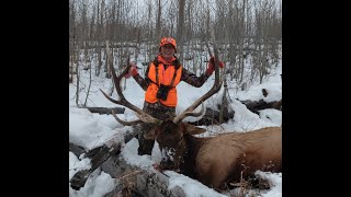 Bull Elk with 28 Nosler Berger 180 hybrid [upl. by Tsirhc721]