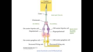 On and Off center retinal cells [upl. by Ydolem]