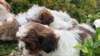 Shichon Puppies [upl. by Fleisher]