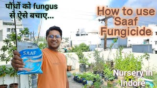 How To Use Saaf Fungicide  Plant Fungus Treatment  Nursery In Indore [upl. by Diantha]