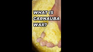 What is Carnauba Wax FAQfridays shorts viral trending [upl. by Eesdnyl]