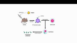 Edexcel GCSE Biology  Monoclonal Antibodies Pt1 [upl. by Aila]