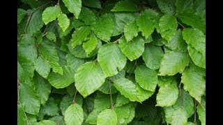 Common Beech tree Fagus sylvatica [upl. by Ardnasil]