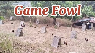 Quality Game Fowl Farm [upl. by Giannini]