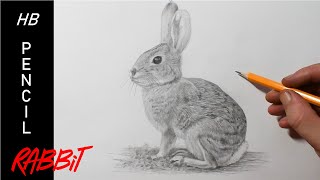 How to Draw a Rabbit  Pencil Drawing for Beginners [upl. by Llewon27]